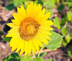 Bright yellow sunflower with bee