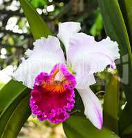 Beautiful orchid
