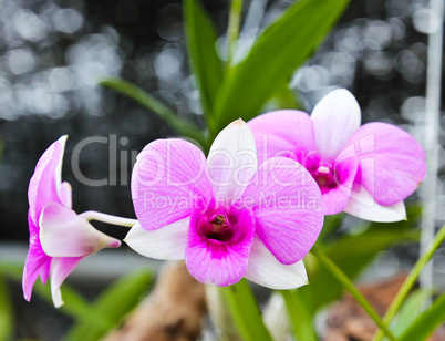 Beautiful orchid