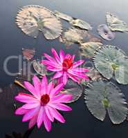 Pink lotus in lake
