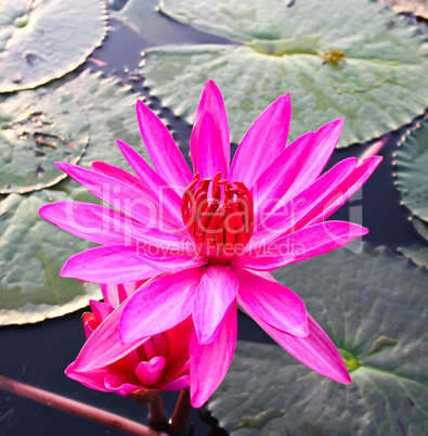 Pink lotus in lake