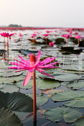 The Lake of water lily, Udonthani, Thailand