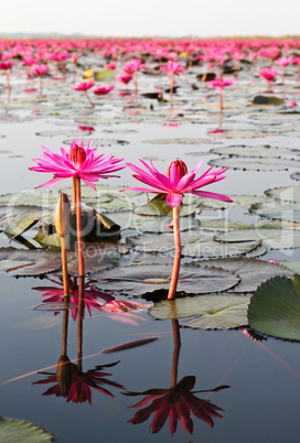 The Lake of water lily, Udonthani, Thailand