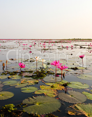 The Lake of water lily, Udonthani, Thailand