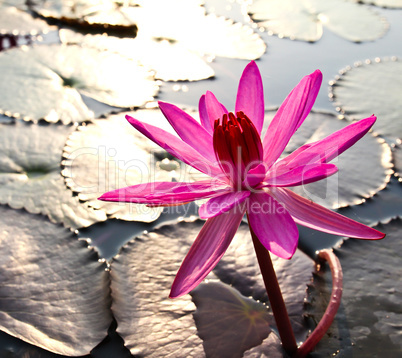 Pink lotus in the morning light