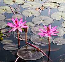 Pink lotus in lake