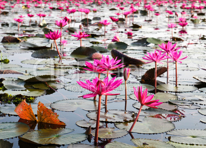 The Lake of water lily, Udonthani, Thailand