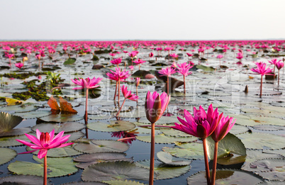 The Lake of water lily, Udonthani, Thailand