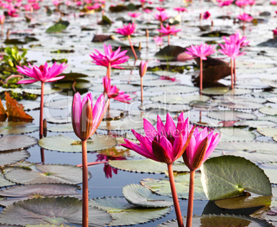 The Lake of water lily, Udonthani, Thailand