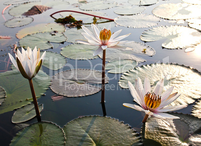 White lotus in lake