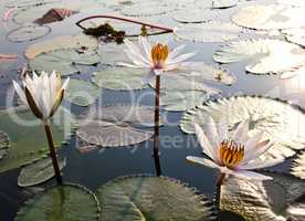 White lotus in lake
