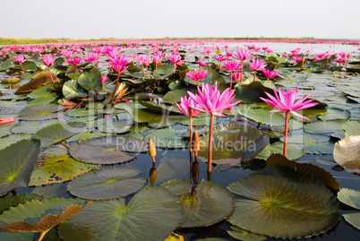 The Lake of water lily, Udonthani, Thailand