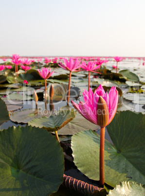 The Lake of water lily, Udonthani, Thailand