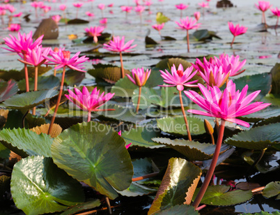 The Lake of water lily, Udonthani, Thailand