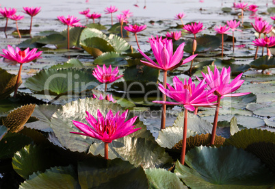 The Lake of water lily, Udonthani, Thailand