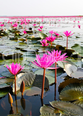 The Lake of water lily, Udonthani, Thailand