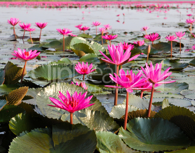 The Lake of water lily, Udonthani, Thailand