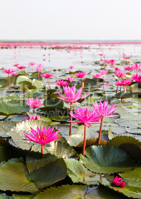 The Lake of water lily, Udonthani, Thailand