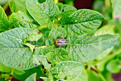 Colorado beetle on potato leaves