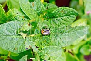 Colorado beetle on potato leaves