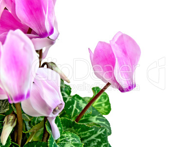 Cyclamen pink with green leaves