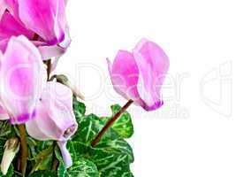 Cyclamen pink with green leaves