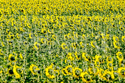 Field of sunflower