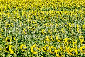 Field of sunflower