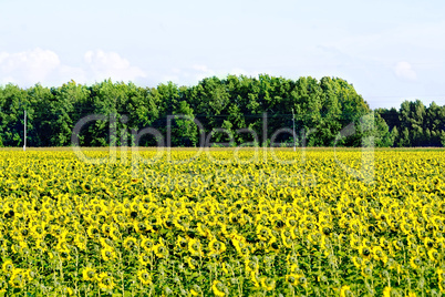 Field of sunflowers and trees