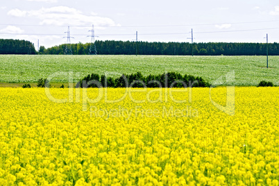 Field rapeseed with trees