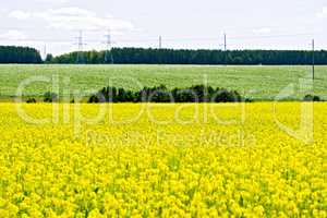 Field rapeseed with trees