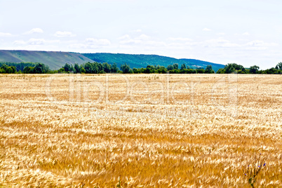 Field rye with trees
