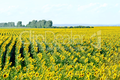 Field with yellow sunflowers