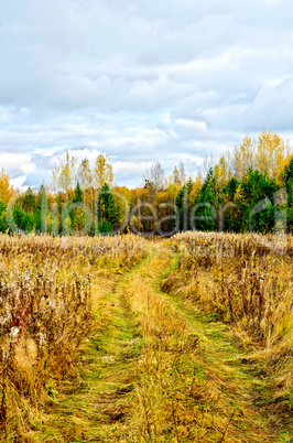 Forest autumn and road