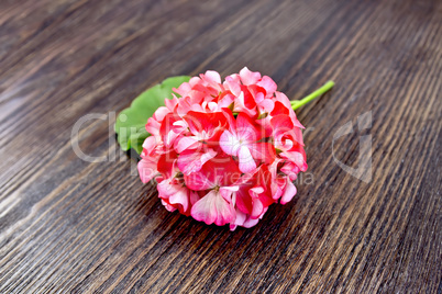 Geranium pink with leaf on wooden board