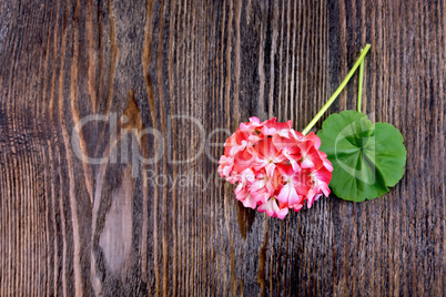 Geranium pink with leaf on board