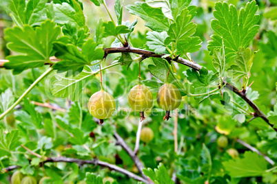 Gooseberries on the bush