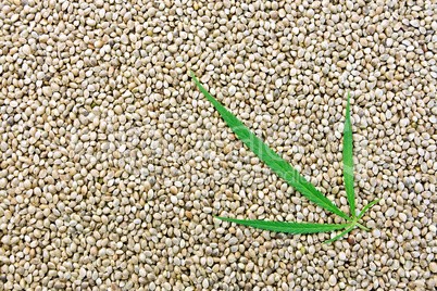 Hemp seeds with green leaf