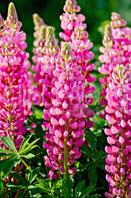 Lupin pink with green leaves