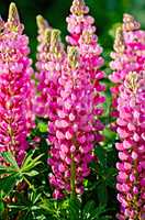 Lupin pink with green leaves