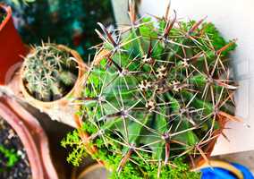 Cactus in a pot top view