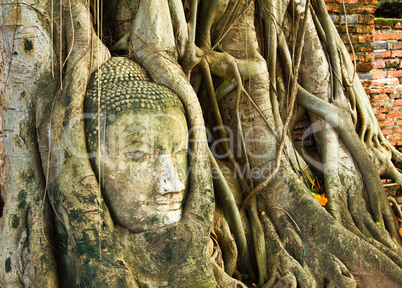 A buddha head inside a tree in Thailand