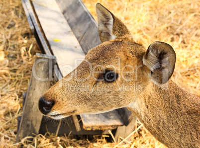 Portrait of a young deer.