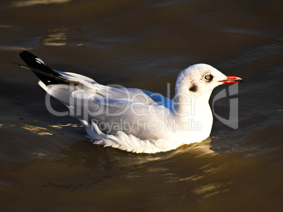 A seagull in the water