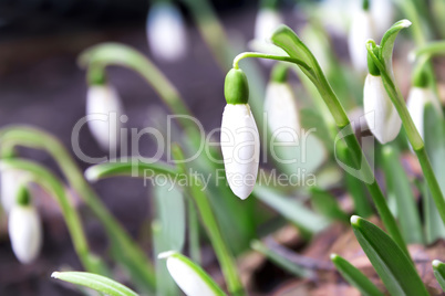 Snowdrops - the first spring flowers.