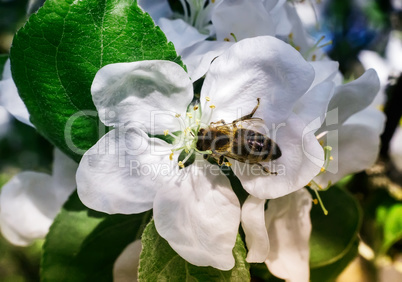 On the flowers of Apple bee collects nectar.