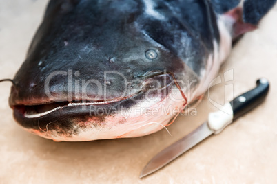 The head of the big fish - catfish.