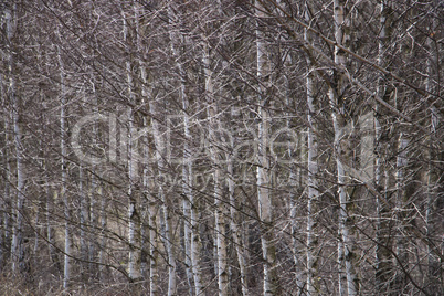 Young leafless birch