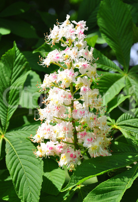 Rosskastanie (Aesculus hippocastanum)