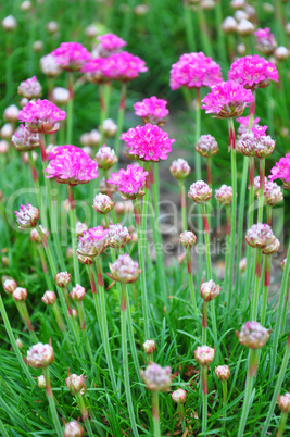 Grasnelke (Armeria maritima)